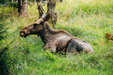 Majestic Moose in Forest – Wildlife Photography in Natural Habitat