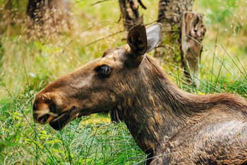 Majestic Moose in Forest – Wildlife Photography in Natural Habitat