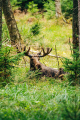 Majestic Moose in Forest – Wildlife Photography in Natural Habitat