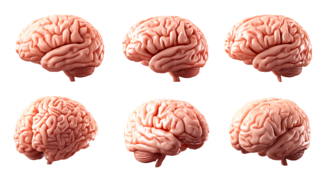 Six realistic human brain hemispheres shown from different angles, cut out transparent