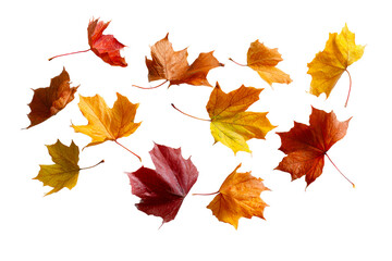 Autumn leaves on a white background