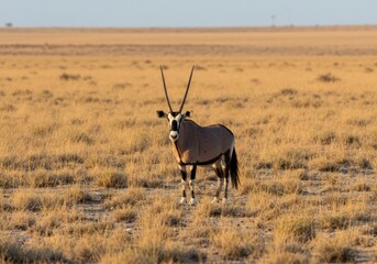 Fototapeta premium Arabian Oryx in Desert 