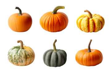 Various pumpkins with unique colors and shapes