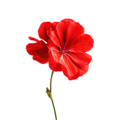 Obraz premium Vibrant Red Geranium Flower with Green Stem on Black Background red flower bloom, Isolated On White, Png Transparent, Cut Out