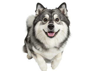 Fototapeta premium siberian husky puppy