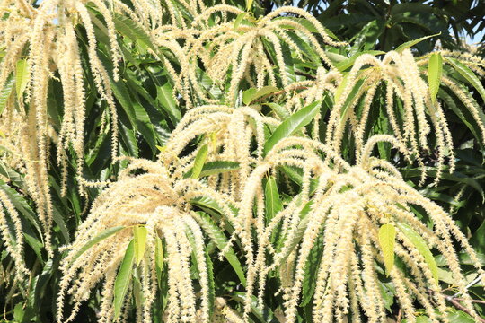 栗の花の写真