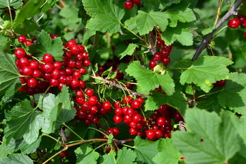 Red Currant Berries on a Branch with Green Leaves