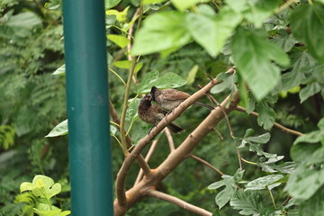 Red vented Bulbul