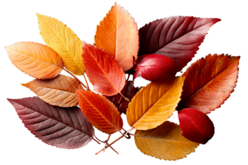 Vibrant autumn leaves on transparent bg