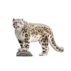 Fototapeta premium Majestic Snow Leopard Standing on Rock with Striking Fur and Intense Gaze in Natural Pose