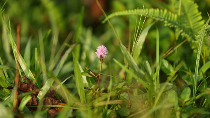 Bunga semalu adalah nama tempatan bagi Mimosa pudica, sejenis tumbuhan kecil yang terkenal kerana daunnya akan menutup atau “menguncup” apabila disentuh.
Di tempat lain, ia juga dikenali sebagai pokok
