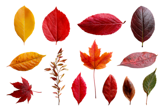 Assorted autumn leaves on a transparent background