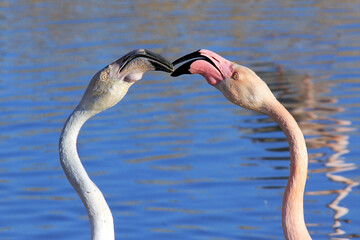 je souhaiterai comprendre le dialogue de ces deux flamants rose