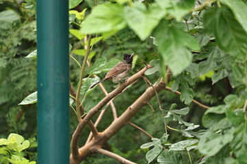 Red vented Bulbul