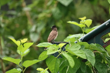 Red vented Bulbul