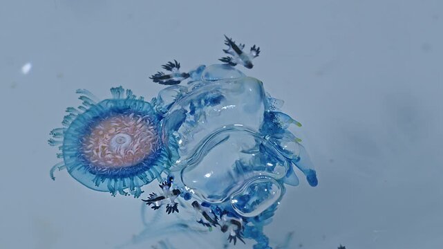 animals, the blue sea dragon, also known by other names: azure dragon, blue dragon, sea swallow, or blue angel.the blue dragon is actually quite small,