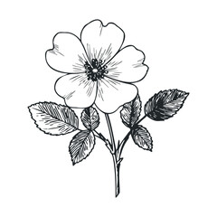 Detailed botanical drawing of blooming wild rose with leaves in black and white