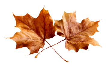 Dried maple leaves on clear background