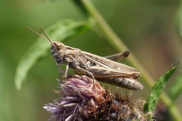 Grasshopper resting atop a purple flower, displaying intricate patterns, set against a green...