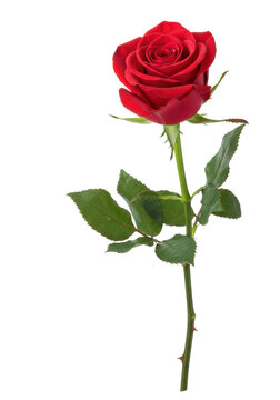 A single vibrant red rose with a long curved green stem, sharp thorns, and dark green leaves, isolated on a transparent background, concept of natural perfection and love