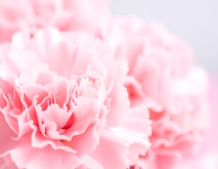 Close Soft Pink Carnations 