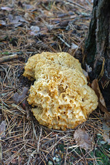 cauliflower fungus (Sparassis crispa) in the forest