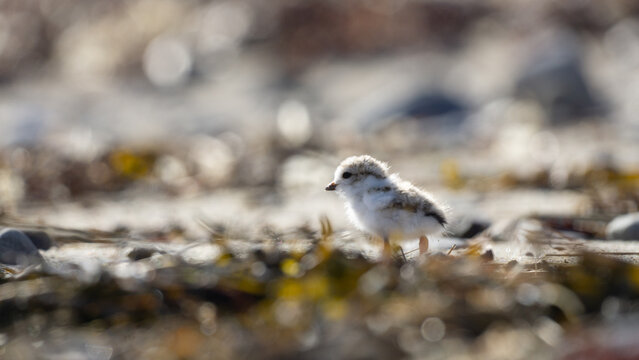 bird on the beach