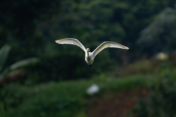 bird in flight