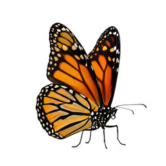 Naklejka premium Vibrant monarch butterfly with outstretched wings on transparent background