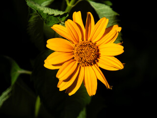 Bright orange daisy flower with a dark background