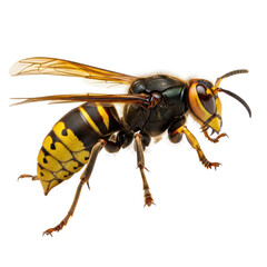 Detailed close-up of a european hornet on transparent background