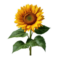 Fototapeta premium Bright yellow sunflower with green leaves isolated on transparent background