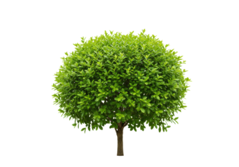 A vibrant green, perfectly manicured, dense, lush plant with small healthy leaves, studio shot against a pristine transparent background, soft diffused lighting, concept of sustainable growth