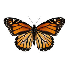 Fototapeta premium Vibrant monarch butterfly on transparent background with distinct orange and black patterns