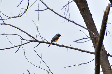 red winged blackbird