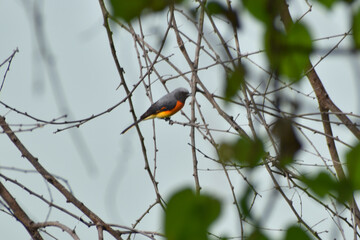 red winged blackbird