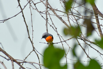 robin on a branch
