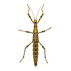 Detailed close-up of a colorful giant malaysian stick insect on transparent background