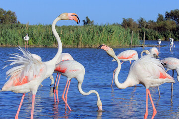 Beauté animal sous un ciel bleu