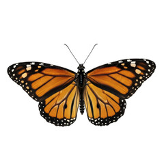 Naklejka premium Detailed monarch butterfly with vibrant orange and black wings in close-up view