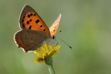 A European Common copper butterfly, Lycaena phlaeus on a yellow flower with green blurred background