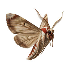 Close-up of emperor moth with striking antennae and patterned wings in flight