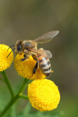 Vertical closeup on a Western or European honeybee, Apis mellifera on a yellow Tansy flower