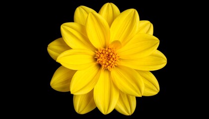Obraz premium Close-up of a vibrant yellow flower against a black background.