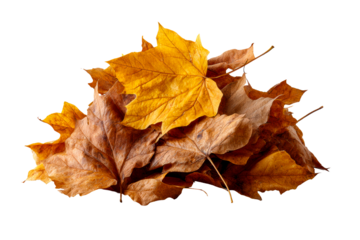Colorful autumn leaves on clear background