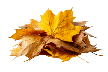 Pile of autumn leaves on a transparent background