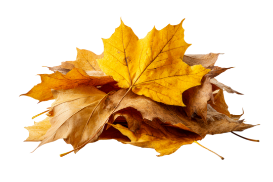 Pile of autumn leaves on a transparent background