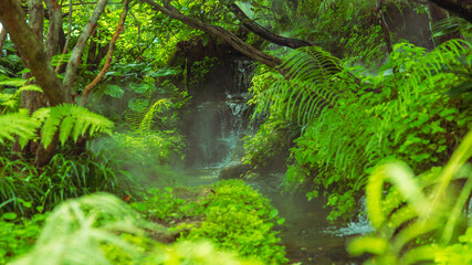Lush green forest pathway with a gentle waterfall in a serene natural landscape during early...