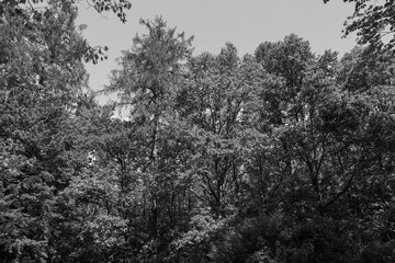 A rich image of a forest with diverse trees and dense vegetation, rendered in a black and white palette that emphasizes texture and light and shadow.