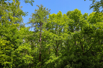 Fototapeta premium Sunlight filters through the lush canopies of trees, creating a bright and peaceful atmosphere of a spring or summer day. This photo is perfect for projects related to nature, ecology, outdoor activit